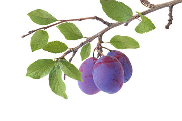 Branch of plums isolated on a white