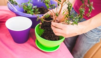 A woman plants a houseplant in a pot.