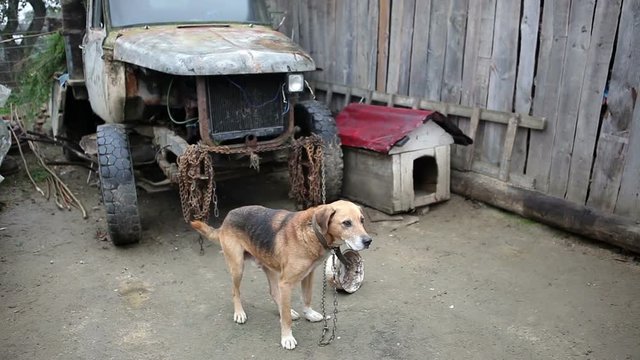 Thin watchdog chain tied to an old truck.