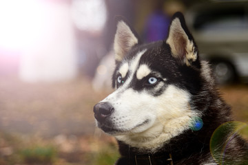 Portrait Husky dog with interesting eyes outdoors