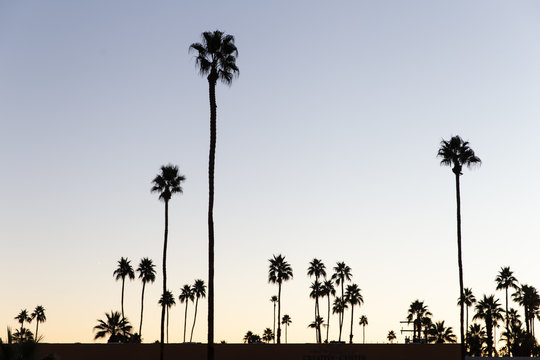 Palm trees silhouettes at sunrise in Palm Springs, California.