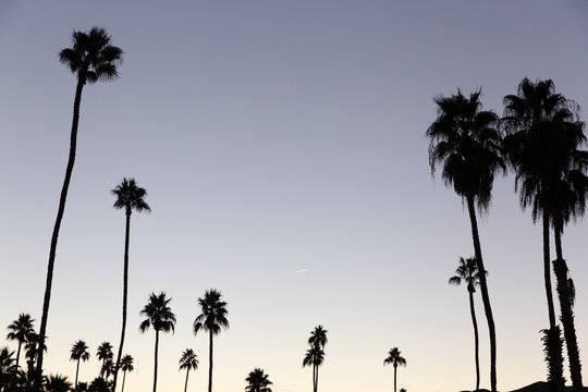 Palm trees silhouettes at sunrise in Palm Springs, California.
