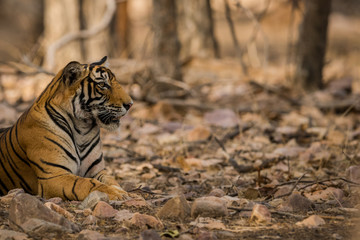 A male tiger cub resting under shade of tree at Ranthambore Tiger Reserve, India