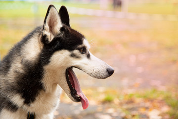 Portrait Husky dog with interesting eyes outdoors
