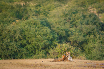Obraz premium Tigress in nature habitat. Tiger with her cubs at Ranthambore Tiger Reserve, India