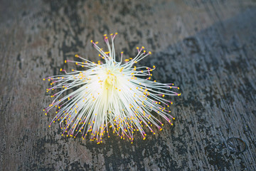 Powder puff flower of the Fairy Duster Calliandra tree in Tahiti, French Polynesia