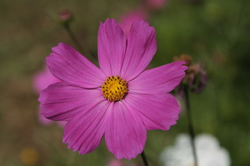 Fototapeta premium Flor