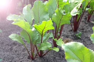 beet leaves are bright green in a field, growing from root crops in the ground. Beets in the garden. Good beet harvest. toned