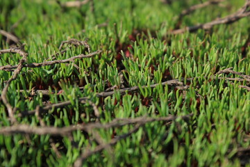 Grass on green background