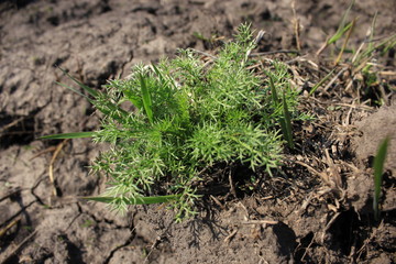 young plants on the ground