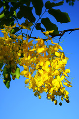 Bright yellow flowers of the Golden Shower tree (Cassia fistula)