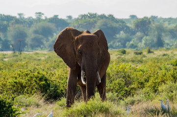 Fototapeta na wymiar An old elephant in the savannah of Samburu Park