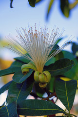 Powder puff flower of the Fairy Duster Calliandra tree in Tahiti, French Polynesia