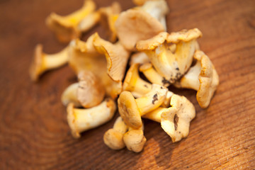 Wild orange Chanterelle Mushrooms - Cantharellus cibarius, edible treat well known in French cuisine. Foraging for wild delicacy, gourmet foods -  delicious fungi.