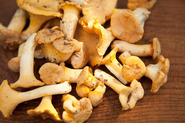 Wild orange Chanterelle Mushrooms - Cantharellus cibarius, edible treat well known in French cuisine. Foraging for wild delicacy, gourmet foods -  delicious fungi.