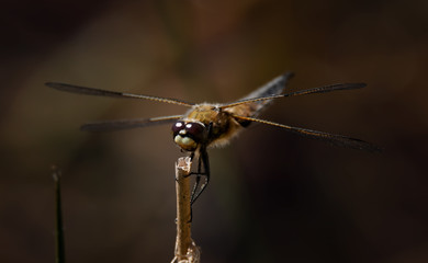 close-up of large dragonfly sitting on a straw