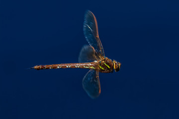 extreme close-up of large dragonfly in flight
