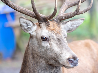 portrait of a deer