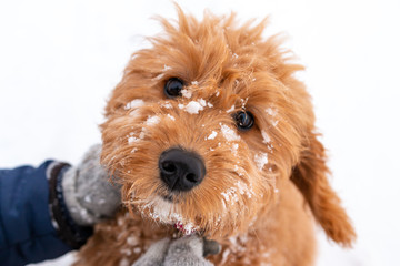 Cute Dog Staring at the Camera with Snow on Face