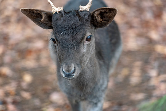 portrait of a young  deer