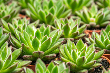 Fototapeta premium Cactus