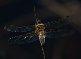 close-up of large dragonfly sitting on a straw