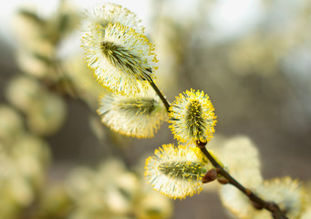 Beautiful pussy willow flowers branches. Flowering pussy willow on natural blurred background, macro. Pussy willow branches background. Amazing delicate artistic image nature in spring