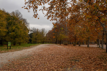 Obraz premium Trees in autumn