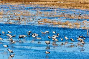 Common Cranes standin in lake