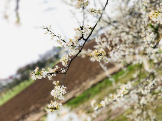 Frühling
