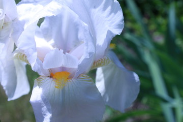Fototapeta na wymiar iris