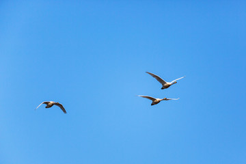 Whooper Swan
