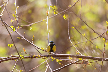 Great tit