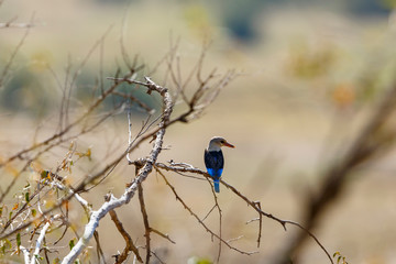Grey headed kingfisher in a tree and looking