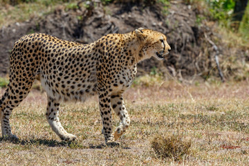 Close up of a Cheetah walking on the savannah