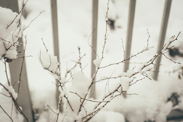 Metalic fence and branch in snow closeup