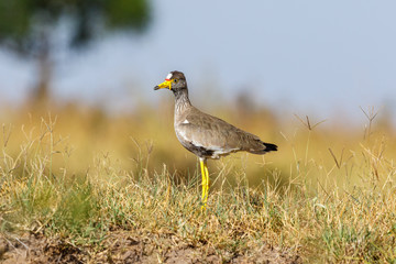 Portrait at an African Wattled lapwing in african savanna