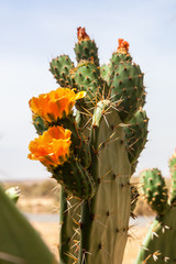Blossoming cactus in a desert