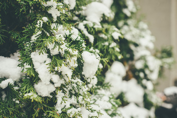 Closeup of thuja evergreen leaves under the snow