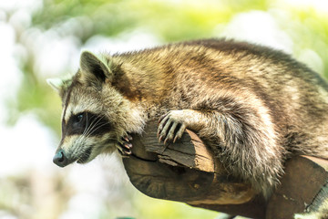 Raccoon
