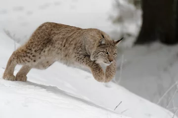 Deurstickers Lynx sprong © Xaver Klaussner