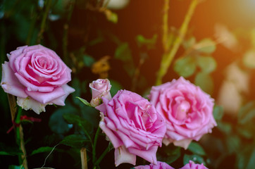 Pink roses in the morning garden.Dark green tone.Do not focus on objects.