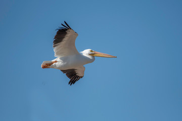 Pelican in Red River