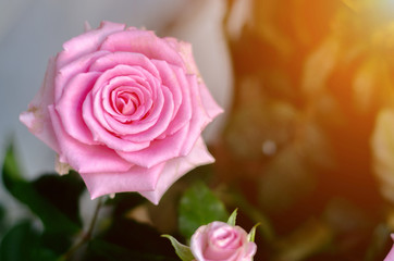 Pink roses in the morning garden.Dark green tone.Do not focus on objects.