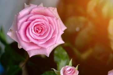 Pink roses in the morning garden.Dark green tone.Do not focus on objects.