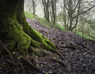Twisted and mossy roots of a centennial holly tree