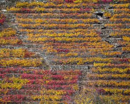 Red and yellow tones in the vines of Mencía grape