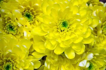 Yellow chrysanthemum flowers close up top view