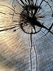 querschnitt eines baumstammes/jahresringe in runder holz scheibe/muster der natur, altes holz mit sprüngen, zeichender zeit 