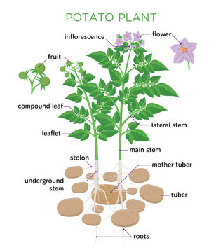 Potato plant vector illustration in flat design. Potato growth diagram with parts of plant, tubers, stem, roots, flowers, seeds isolated on white background.